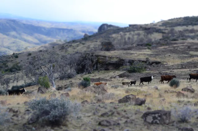 Cows on a Walk-Kevin Greer, Red Bluff