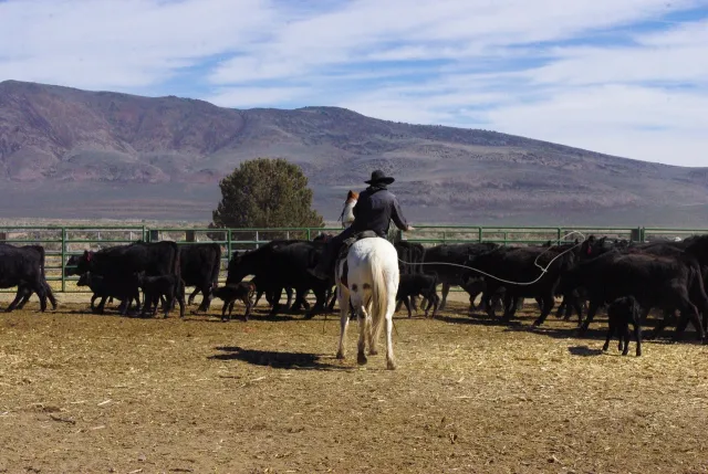 Before it Settles-Maryann Hunt, Somerset