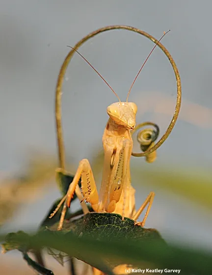 Is this my best side? A passionflower vine frames a European praying mantis, Mantis religiosa. This image was taken in Vacaville, Calif. (Photo by Kathy Keatley Garvey)