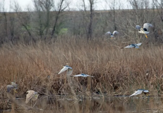 Migrating waterfowl stop at Yolo Bypass. UC Davis research has shown that 5 percent to 20 percent of waterfowl carry avian influenza.