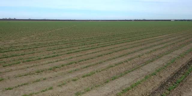 In the San Joaquin Valley, garbanzo beans are typically planted in the fall or winter.