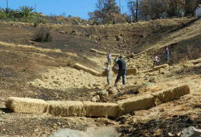 Spreading rice straw to protect against erosion in a drainage in Wall Fire Area, Butte County, CA