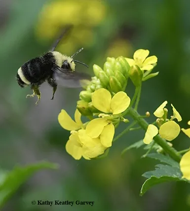 A yellow-faced bumble bee, Bombus vosnesenskii, heading toward mustard blossoms. (Photo by Kathy Keatley Garvey)