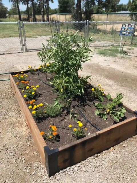 Barry Elementary School Garden, Yuba City, CA.