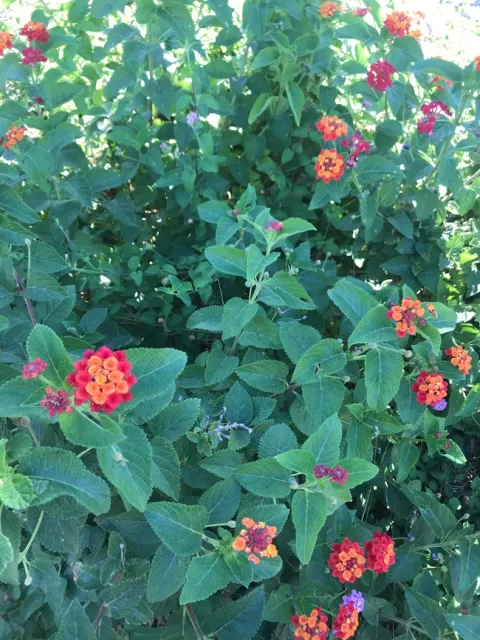 lantana