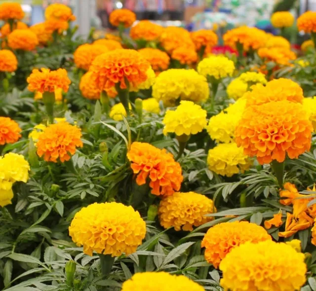 marigolds 1