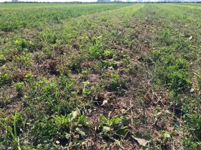 Weeds in alfalfa in the Sacramento Valley