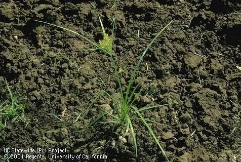 Yellow nutsedge - Cyperus esculentus