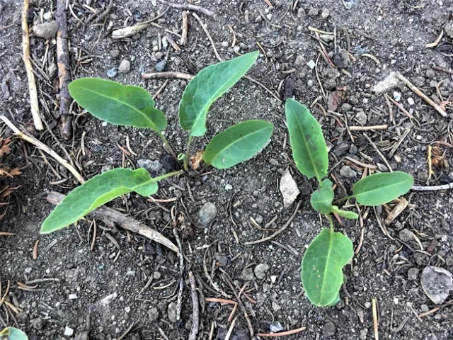 Curly dock - Rumex crispus