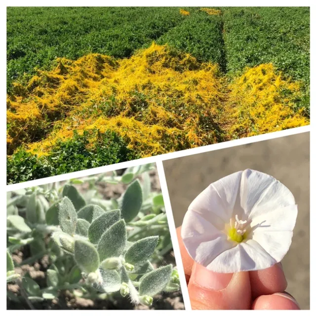 This image is a collection of pictures of field bindweed, alkaliweed, and dodder, all of which are weedy members of the Convolvulaceae family.