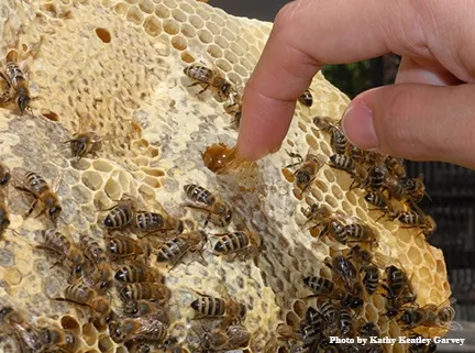 A taste of honey: dipping fingers into the frame. (Photo by Kathy Keatley Garvey)