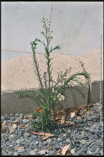 Fleabane habit UCANR J DiTomaso and E Healy