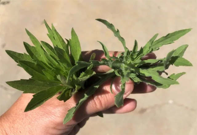Horseweed and fleabane