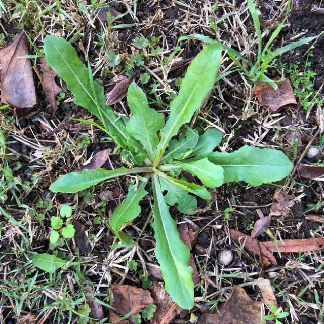 Prickly Lettuce Rosette