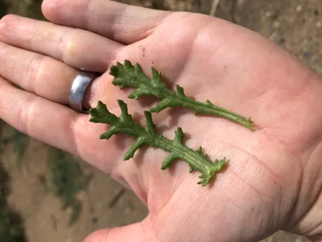 Common groundsel leaves