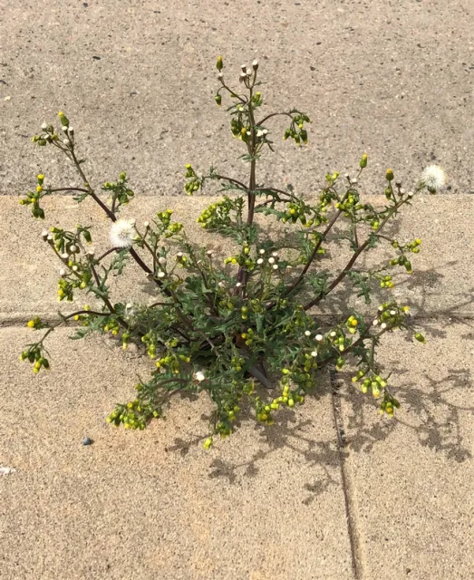 Common groundsel mature plant