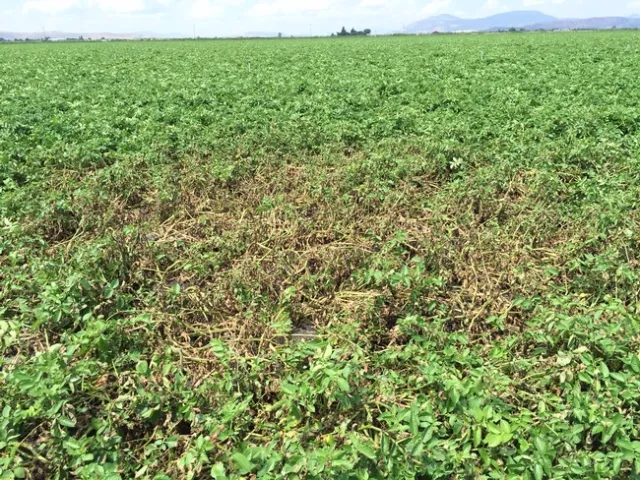 Late blight in a potato field.