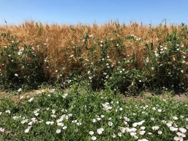 Field bindweed growing along the edge of a corn field
