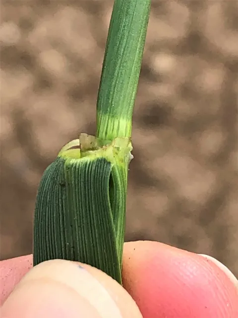 Ryegrass ligule