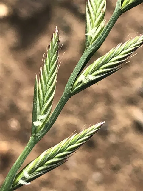 Ryegrass flowers