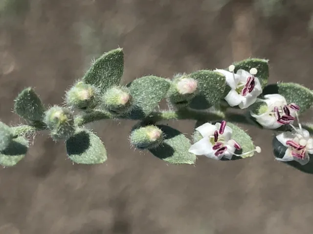 Alkaliweed flowers