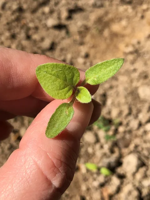 Two-leaf seedling
