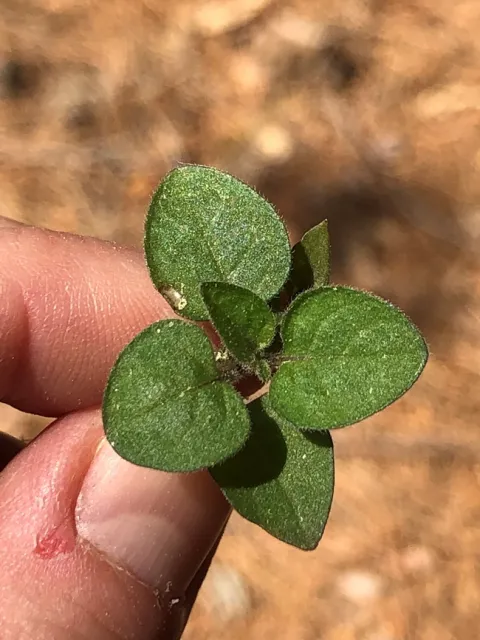 Black nightshade seedling