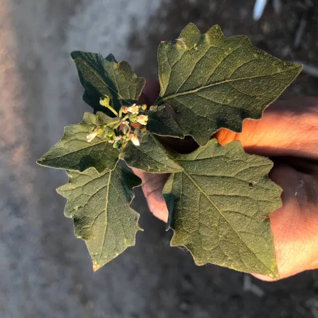 Young black nightshade plant