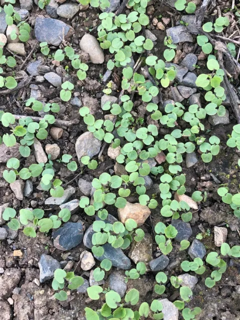 Emerging velvetleaf seedlings