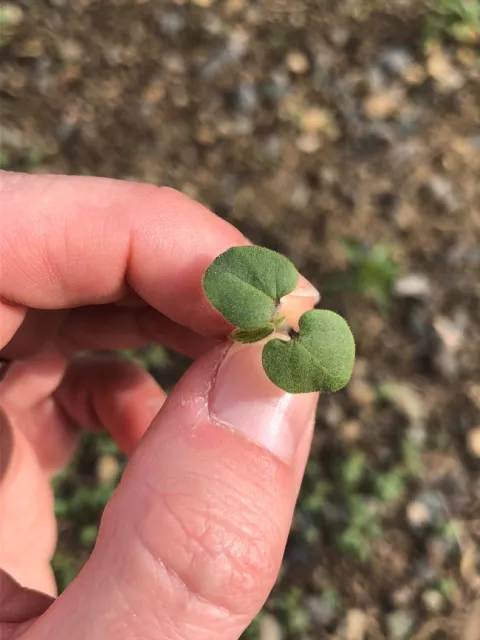 Velvetleaf cotyledons