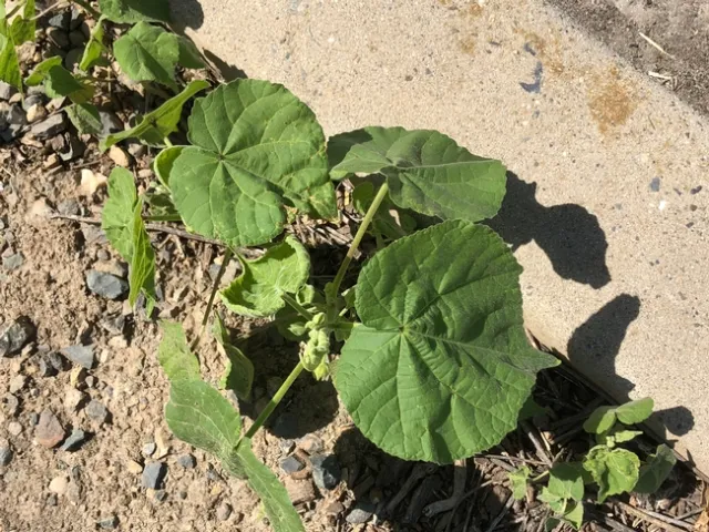 Velvetleaf