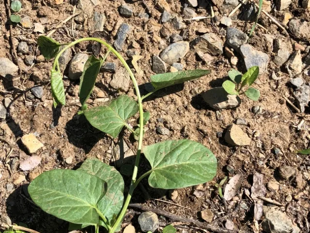 Seedling and perennial vine