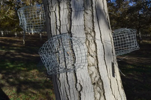 Codling moth larva cocoon in a cage, excluding birds. Image by Sacha Heath.