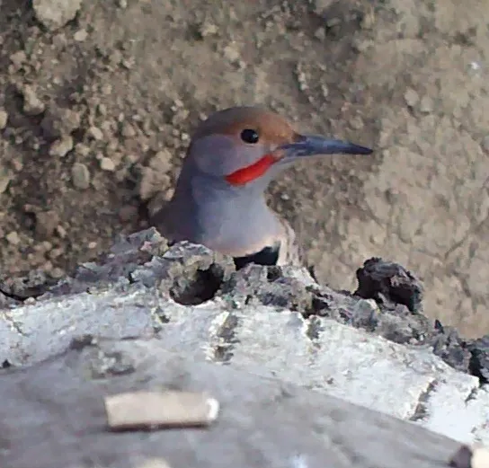 Codling moth larva cocoon outside a cage, eyed by a northern flicker, a predator of codling moth pests. Video still by Sacha Heath.