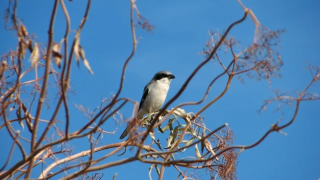 A loggerhead shrike, an insect predator, perches on elderberry on a Sacramento Valley farm. Image by Sacha Heath.