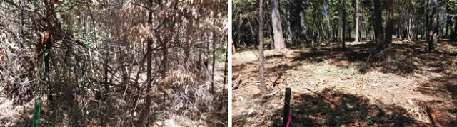 Note the No. 9 marker in the lower left corner of each photo. The the image on the right was taken after mastication, which opened up the forest for recreation and made the forest more resilient before the Camp Fire. (Photos: Butte County Fire Safe Council)