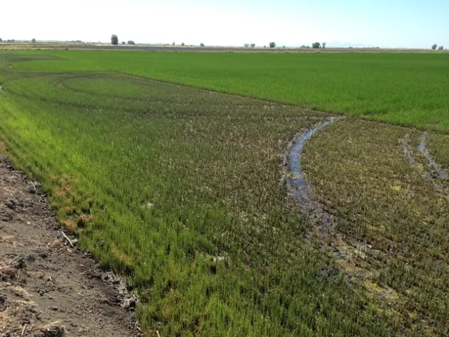 In 2015, a severe outbreak of armyworms caught rice growers by surprise, resulting in yield losses.