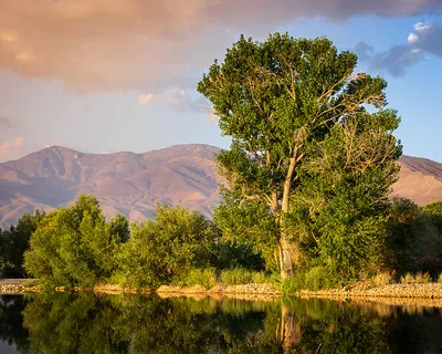 Cottonwood trees at the edge of a pond