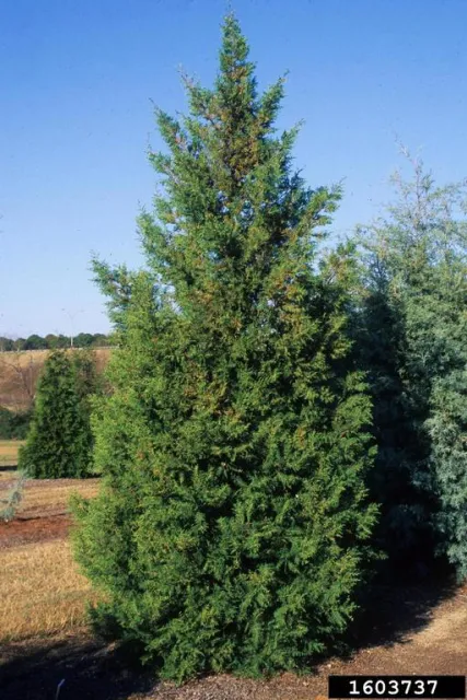 Arizona cypress growing in nursery (Photo by J Rutter)