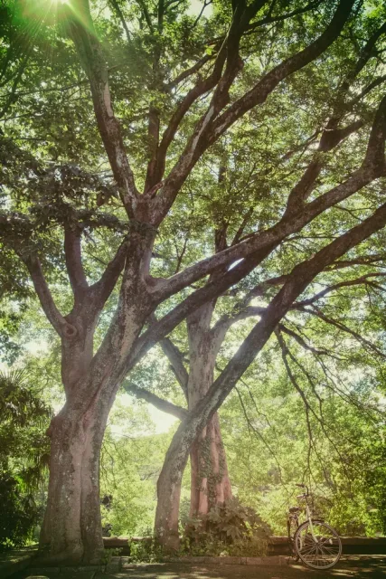 al-soot-03yjrrs6m5I-unsplash