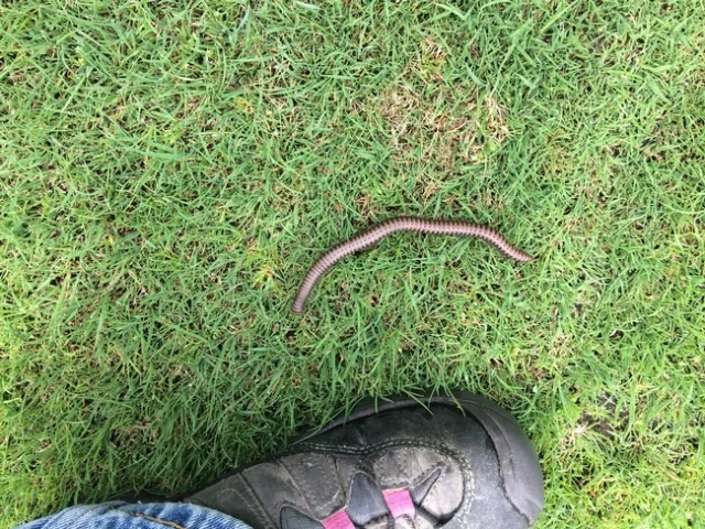 Millipede
