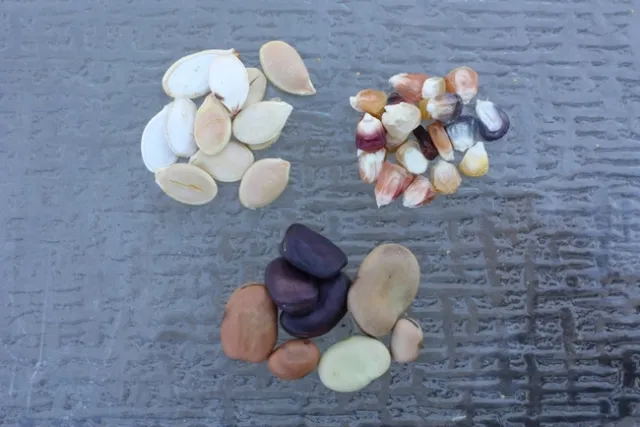 seeds