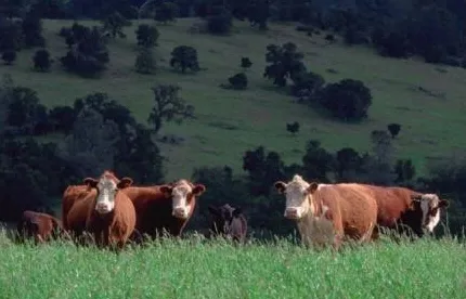 cattle