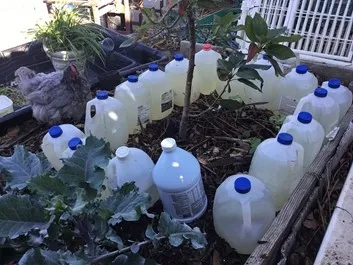 bottles for rain water
