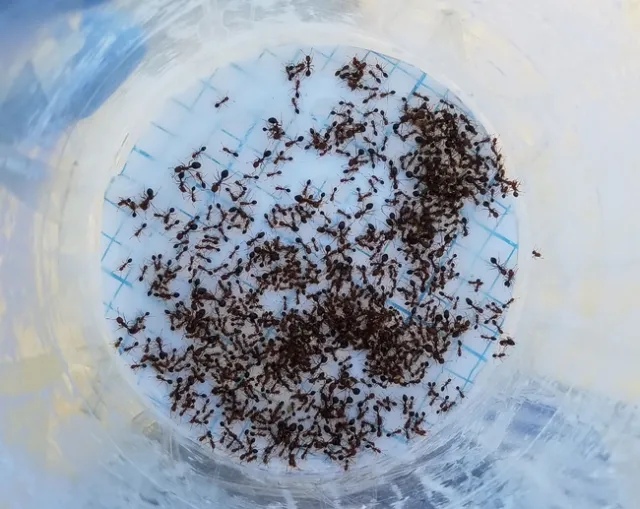 Red imported fire ant workers are variable in size (1/16 to 1/5 inch long) and are dark reddish brown.