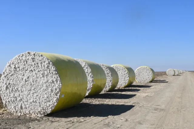 Bales of harvested cotton await their turn at the gin. (Photo: Jeff Mitchell)