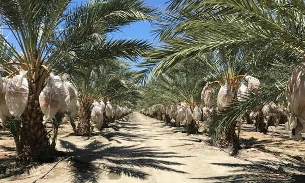 Fruit bags protect dates from insect damage and dust and prevent the fruit from falling to the ground. Photo by Ali Montazar.