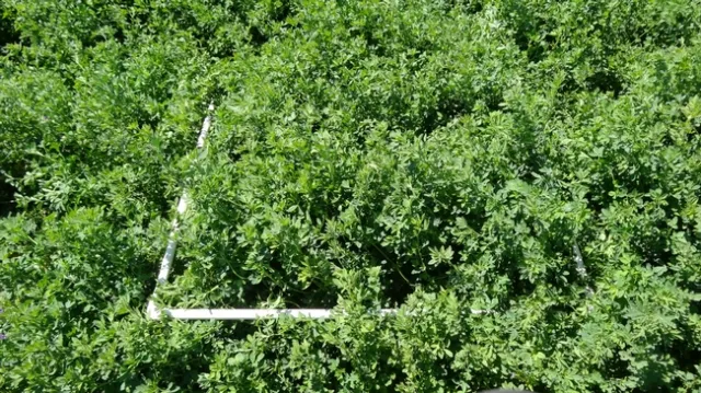 glyphosate plus inseason close