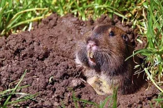 pocket-gopher