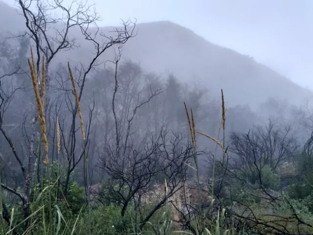 Plants regrow on a landscape scorched by the Thomas Fire of 2017. Photo by Annemiek Schilder